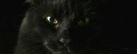 黑猫来家里代表什么 巧巧郎 轉寄內地